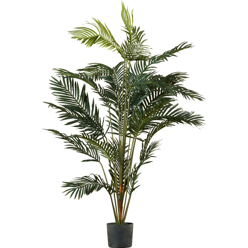 Paradise Palm Tree Floor Plant in Pot & Reviews Birch Lane